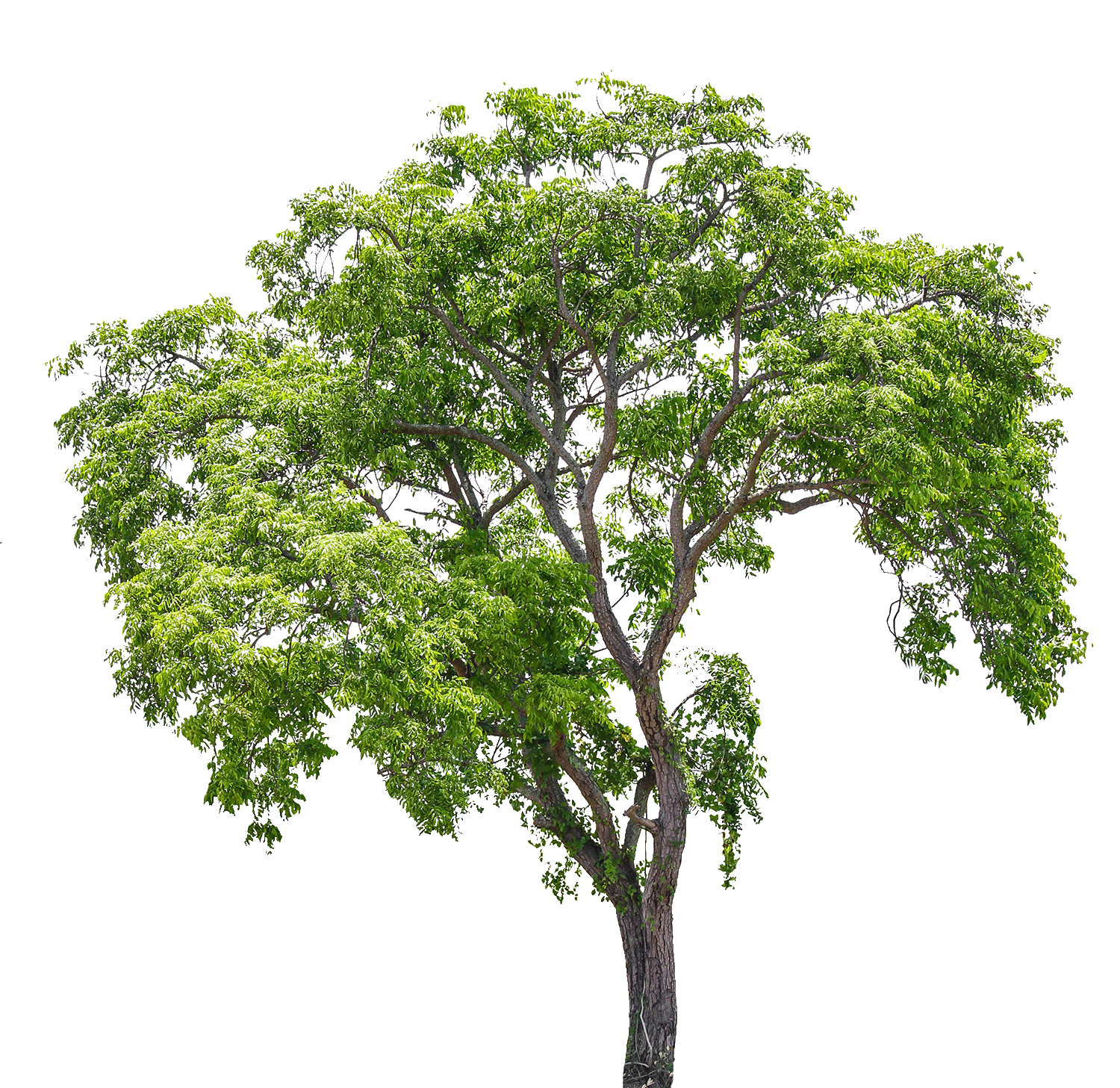 arbre
