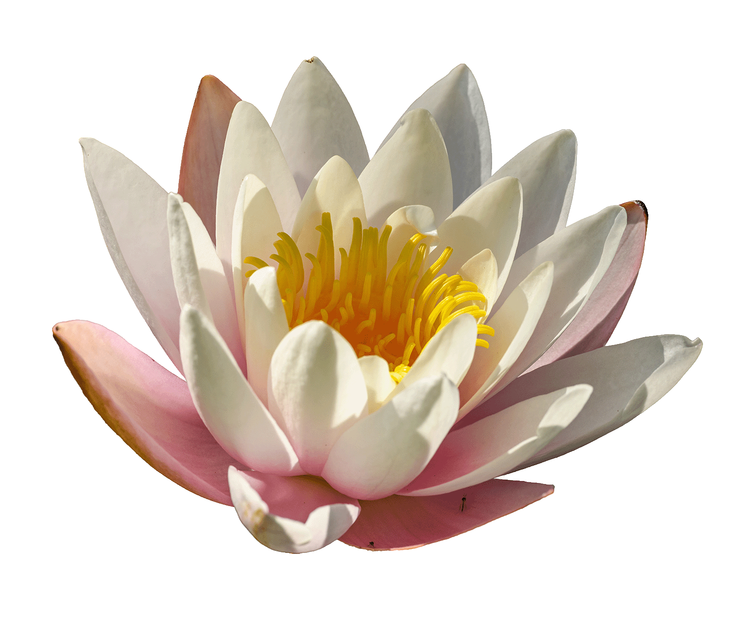 nenuphar